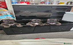 Cane Corso dogs for sale: Cane corsos  puppies  - Image 21
