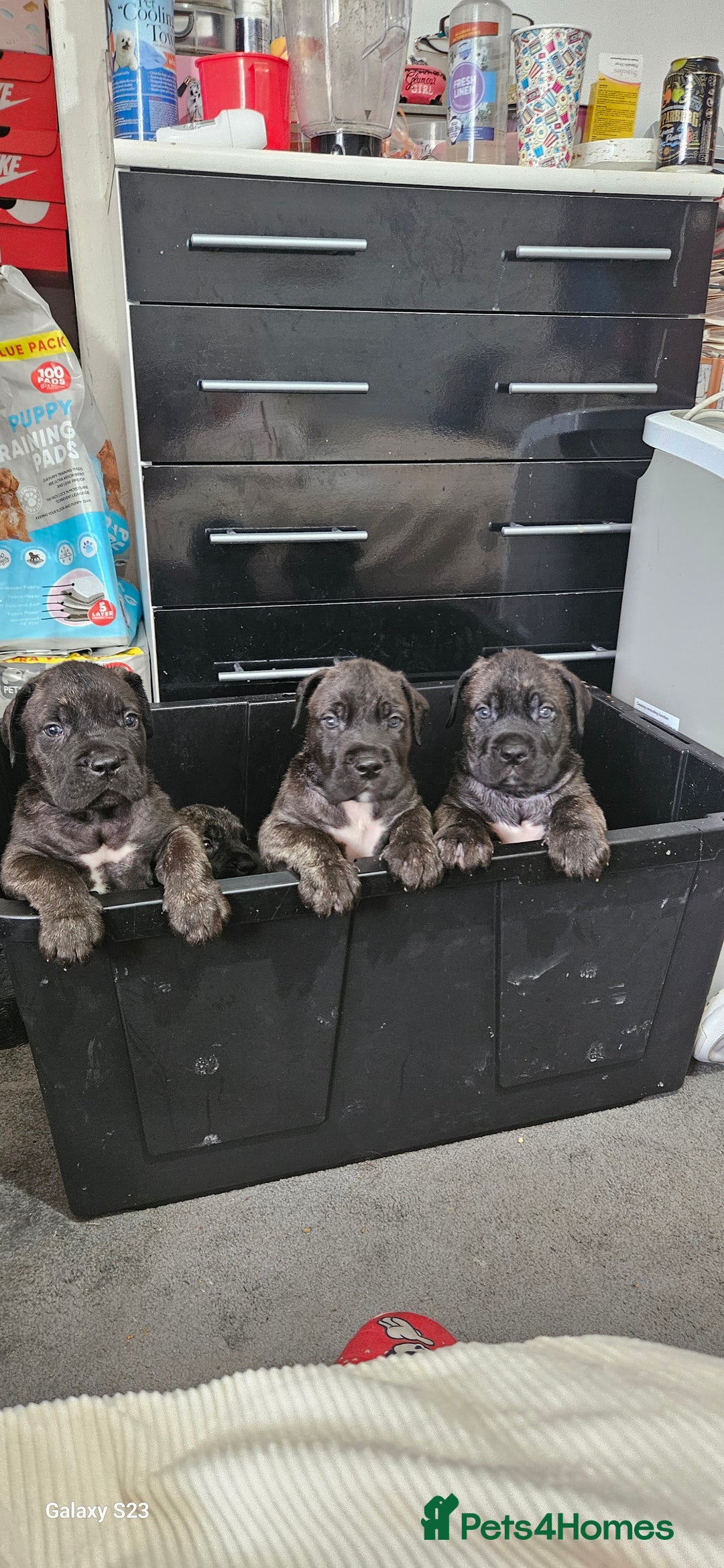 Cane Corso dogs for sale: Cane corsos  puppies  - Image 21