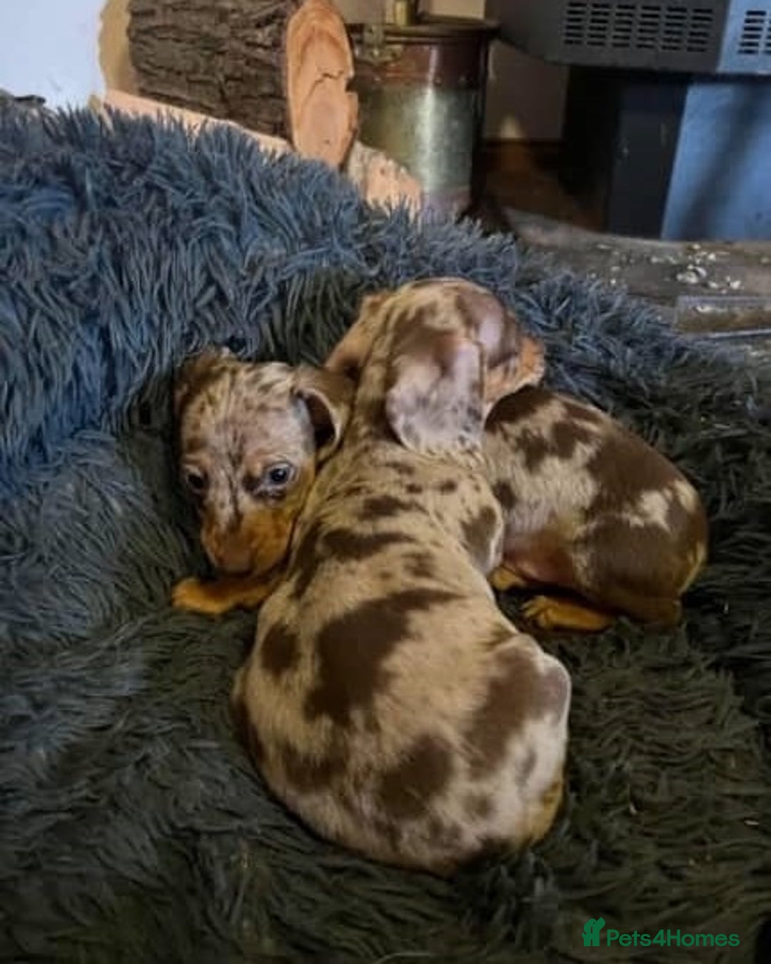 Miniature Dachshund dogs for sale: sweet raised mini dapple doxies - Image 4