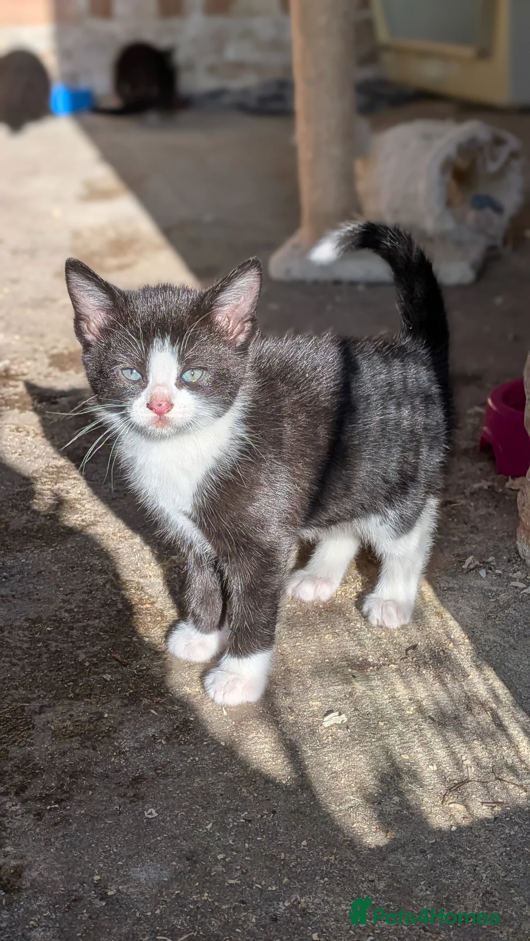 Mixed Breed cats for sale: 5 Adorable Kittens looking for their new homes in Saxmundham - Advert 3