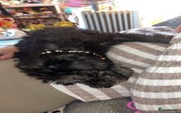 Bedlington Terrier dogs for sale: KC registered Bedlington Terrier puppy - Image 4