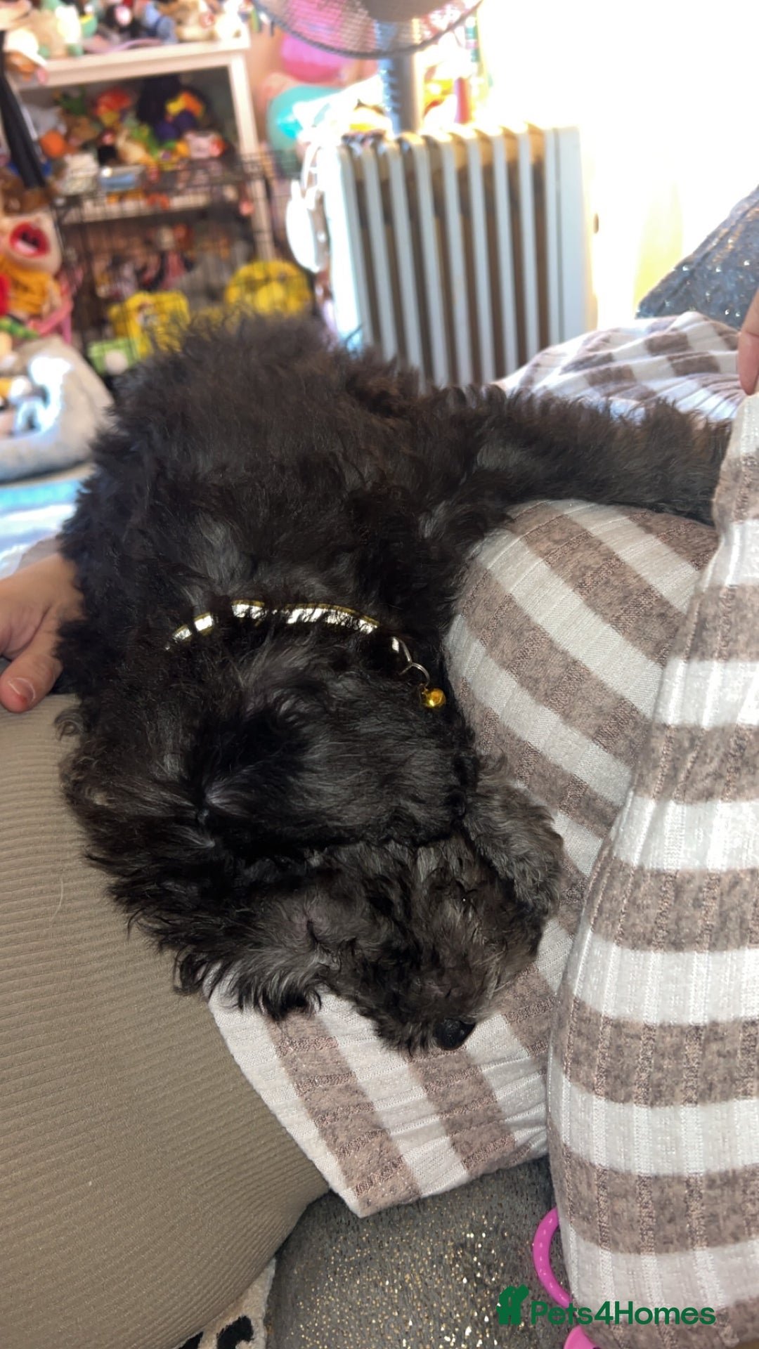 Bedlington Terrier dogs for sale: KC registered Bedlington Terrier puppy - Image 4