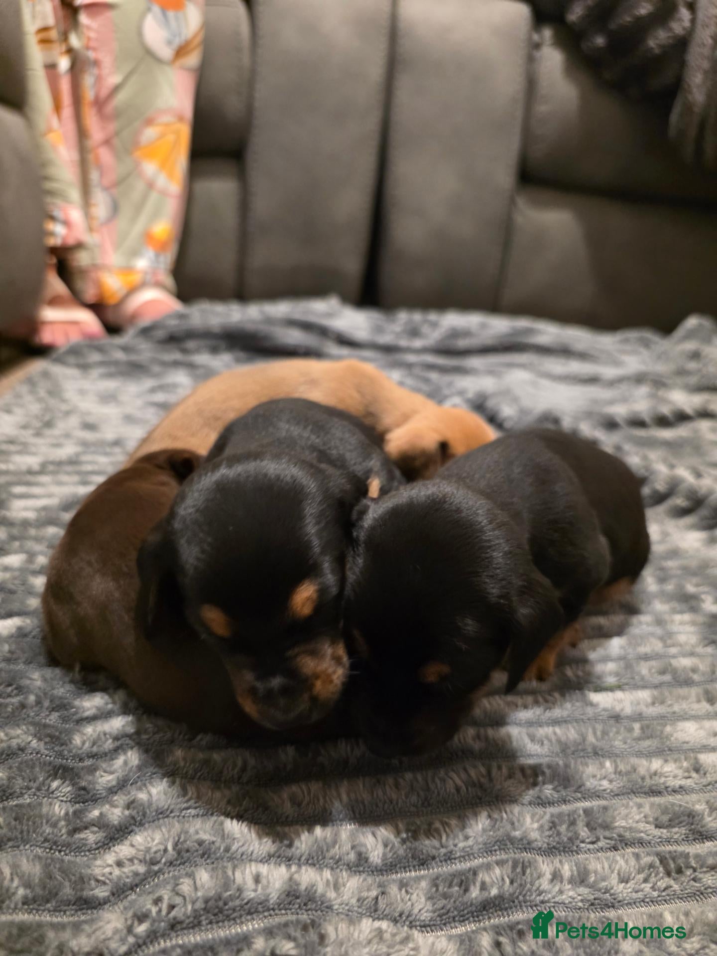 Mixed Breed dogs Stunning JR / Dachshund Pups - Advert 1