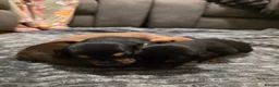 Mixed Breed dogs for sale: Stunning JR / Dachshund Pups - Advert 2
