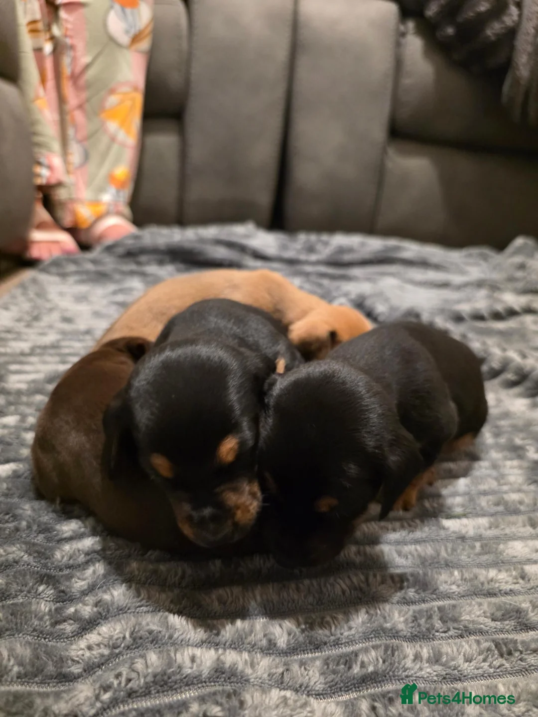 Mixed Breed dogs for sale: Stunning JR / Dachshund Pups - Advert 2