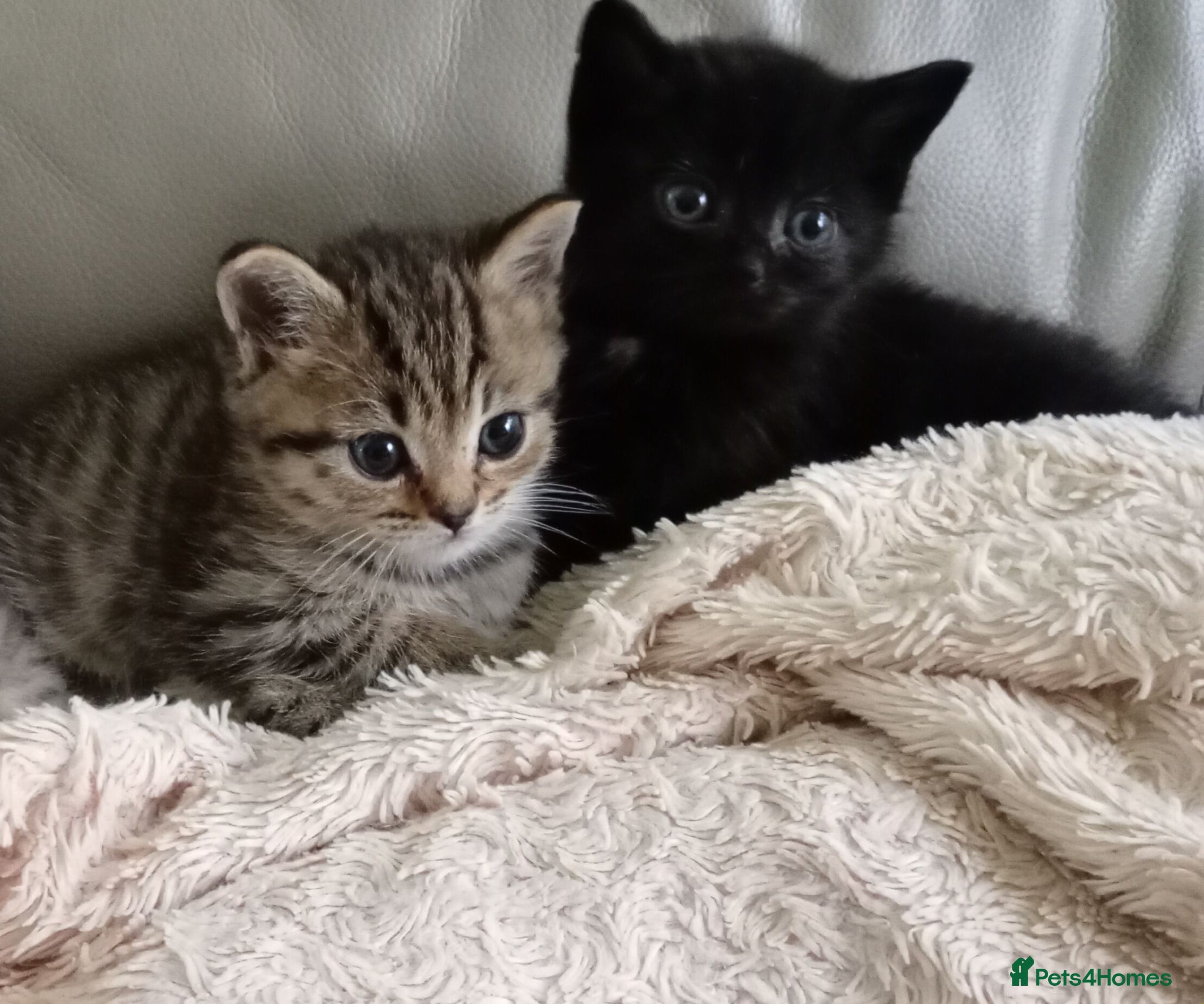 Persian cats Persian x Bengal Kittens - Advert 4