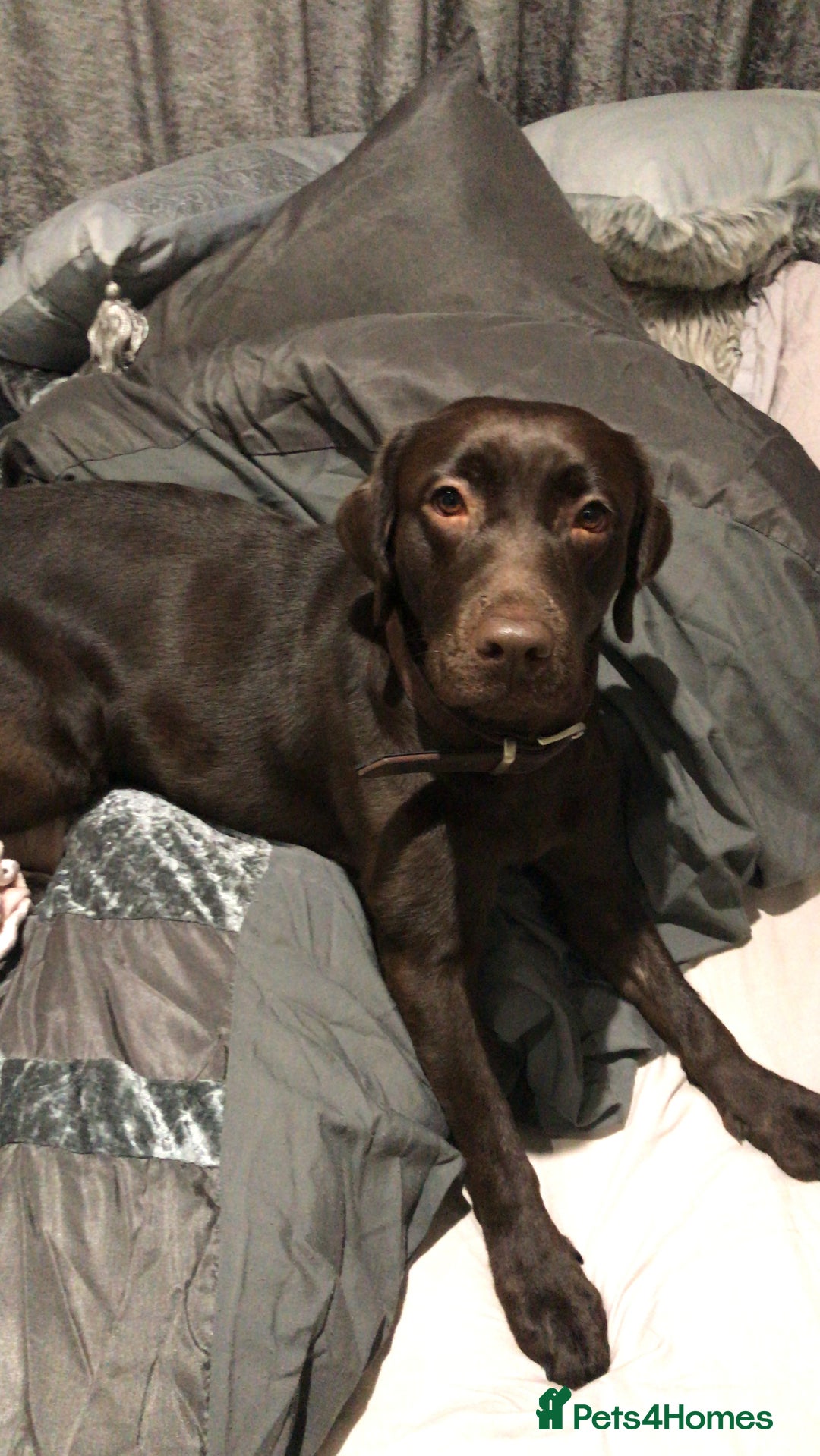 Labrador Retriever dogs for sale: Gorgeous calm loving girl  - Advert 6