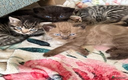 Mixed Breed cats for sale: 4 x Ragdoll mix kitten ready to leave 15/10/25 - Image 12