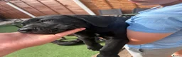 Cane Corso dogs for sale: Beautiful cane corso pups available  - Advert 19