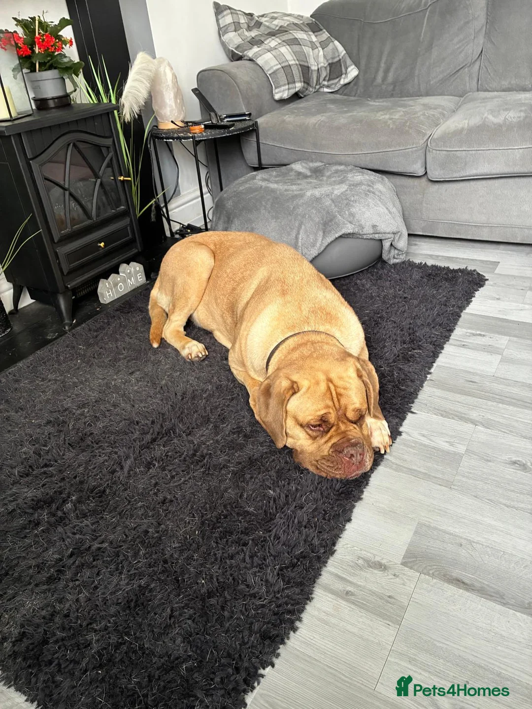 Dogue De Bordeaux dogs for sale: Big beautiful girl in Wakefield - Advert 2