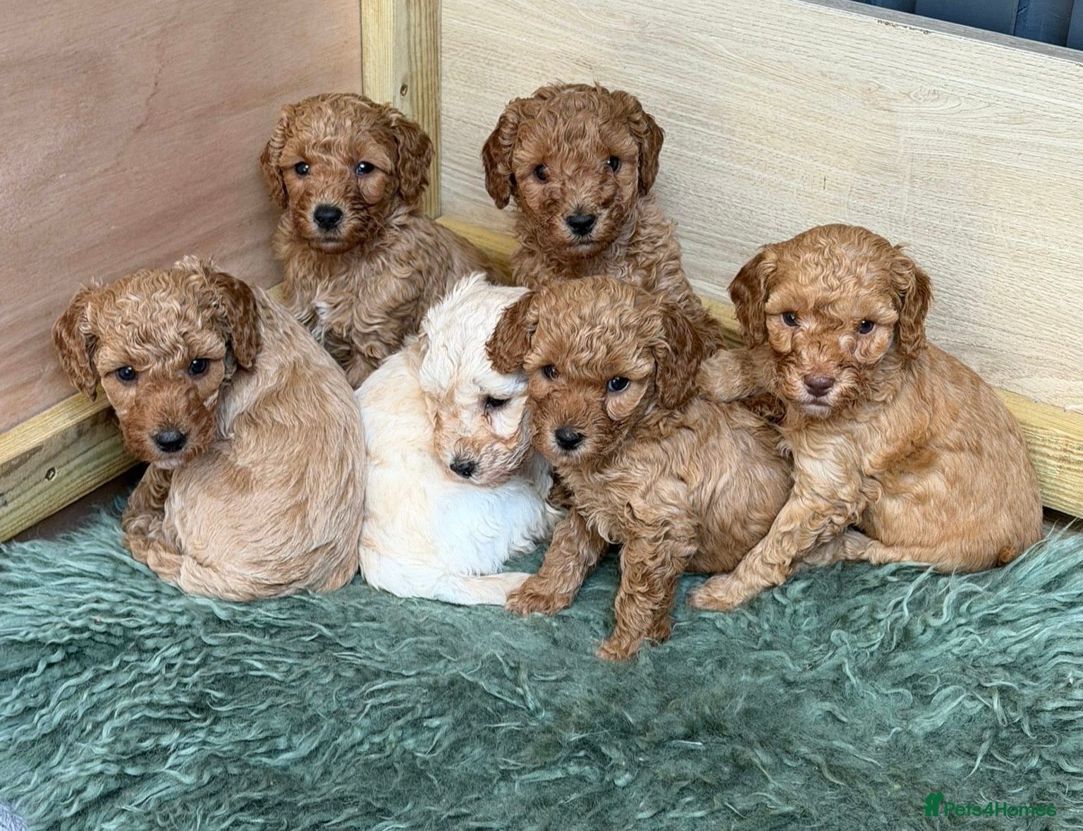 Miniature Poodle dogs Mini Poodle Puppies-KC Registered-Red-Beige  - Advert 15