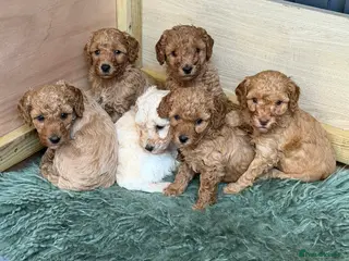 Miniature Poodle dogs Mini Poodle Puppies-KC Registered-Red-Beige - Advert 15