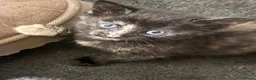 Mixed Breed cats for sale: Female kitten  - Advert 5