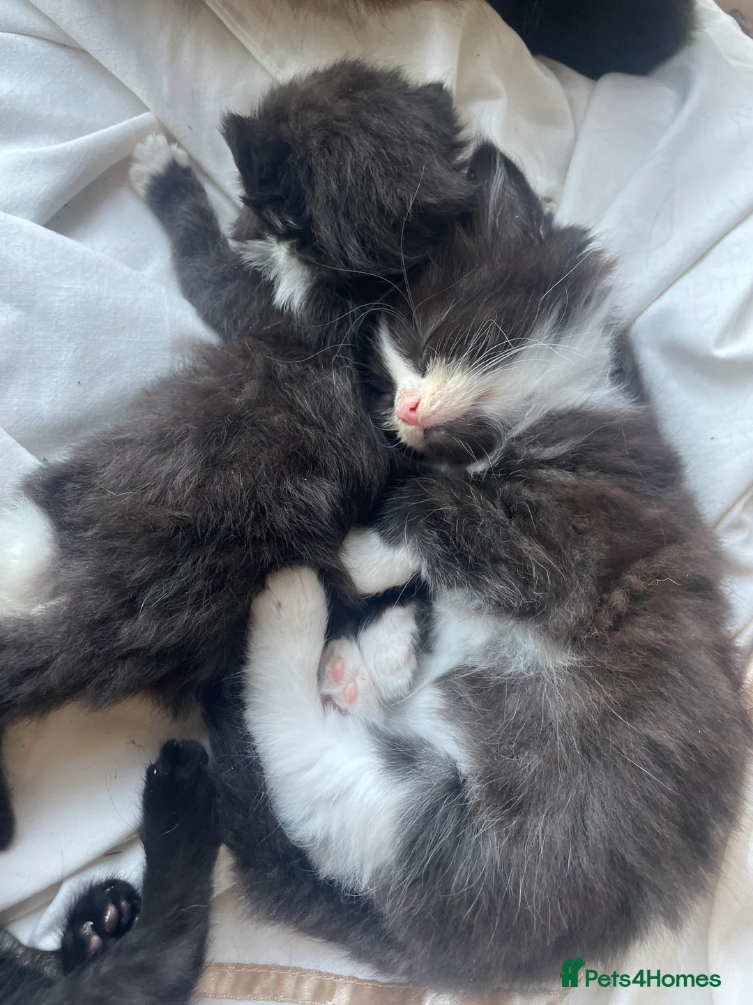 Mixed Breed cats for sale: Half Persian fluff balls - Advert 2