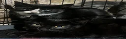 Domestic Shorthair cats for sale: Farm kittens for sale  - Advert 6