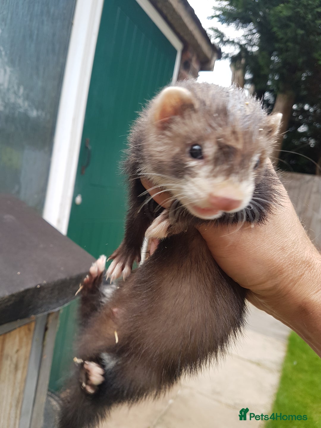 Ferret rodents for sale: Hob ferrets x2 and cage  - Image 4