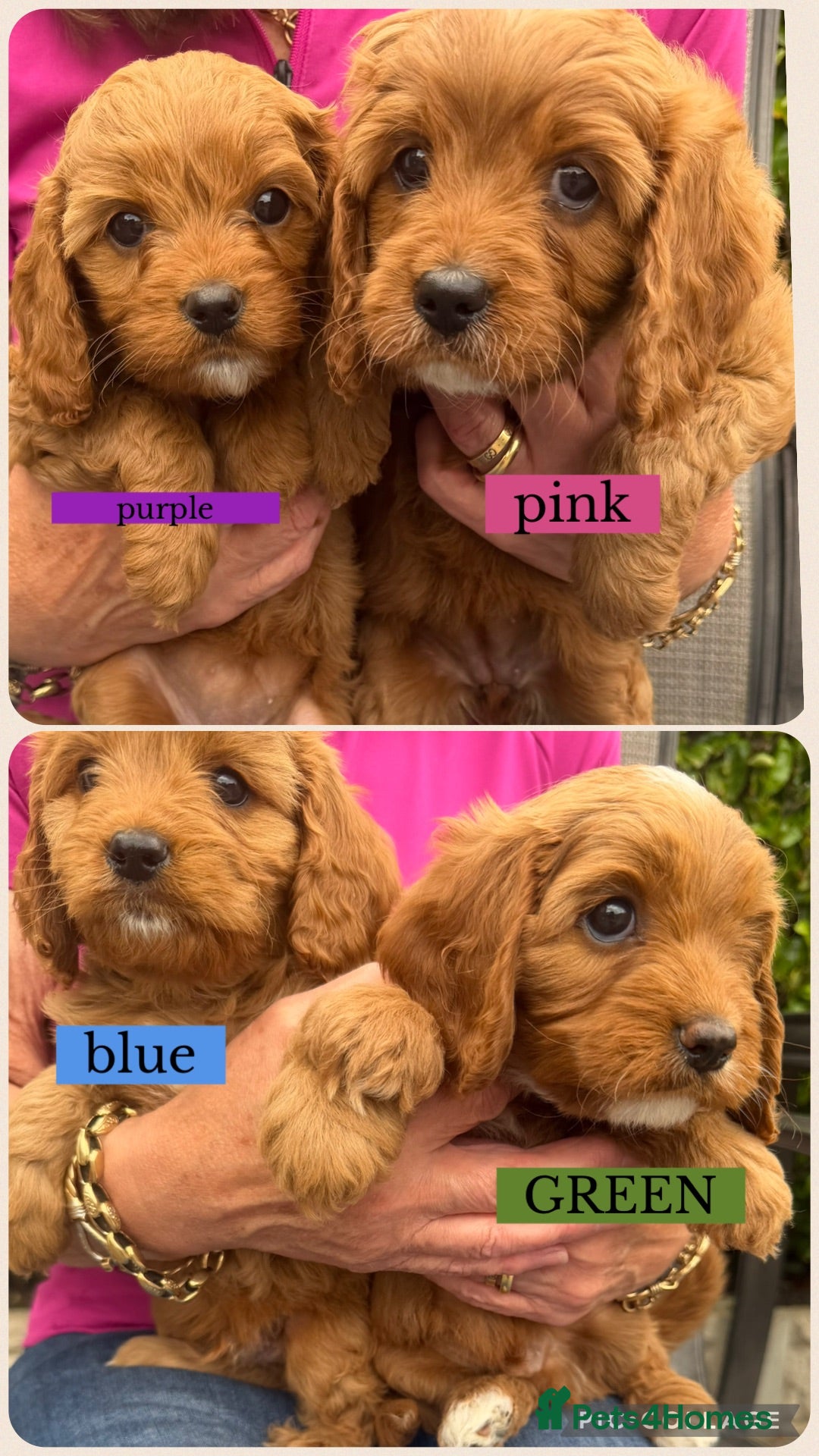 Cavapoo dogs Cavapoo puppies  - Advert 1
