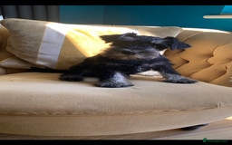 Miniature Schnauzer dogs for sale: Mrs Christiane Harrison  - Image 5