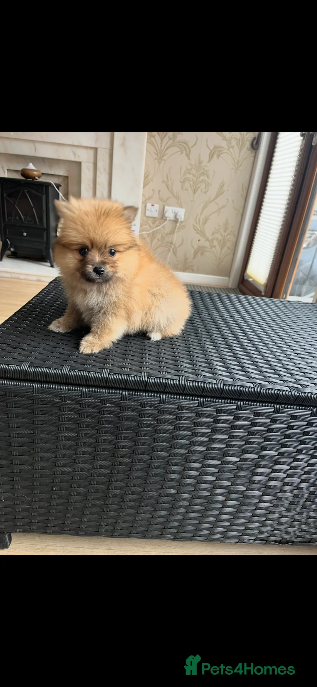 Pomeranian dogs for sale: Pomeranian  - Advert 27