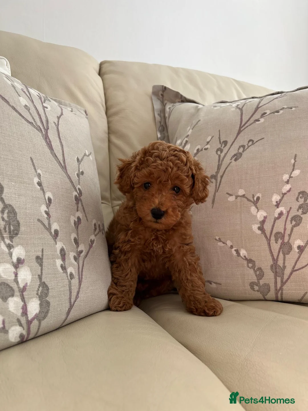 Toy Poodle dogs for sale: KC Toy Poodle - Advert 10