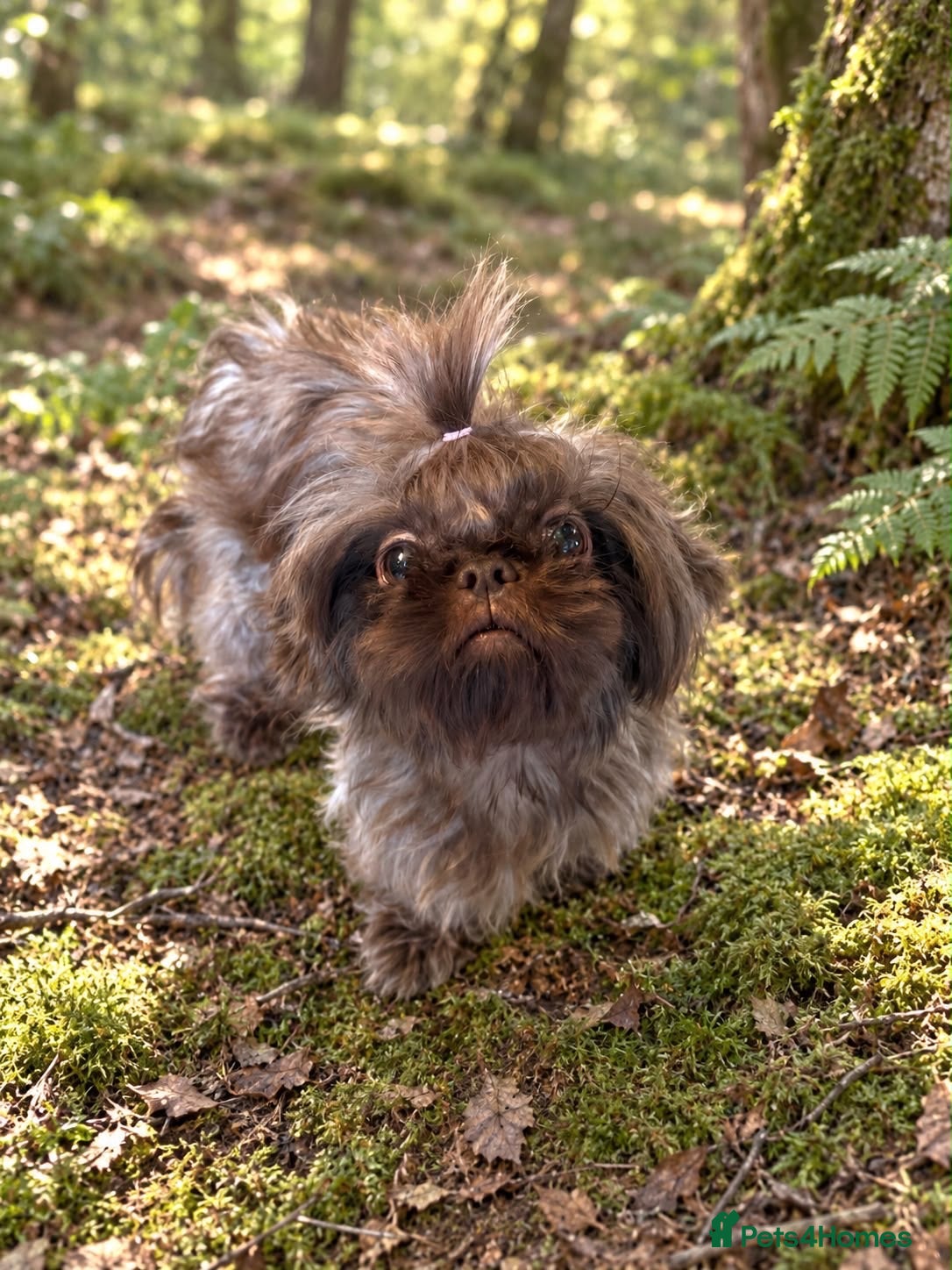 Malshi dogs Malshi beautiful fur babies.  - Advert 2
