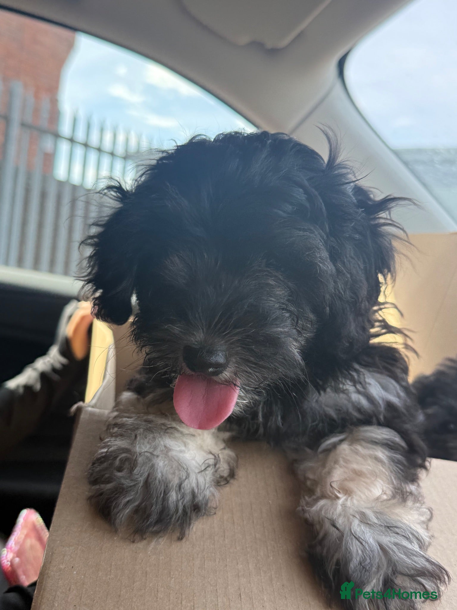 Mixed Breed dogs Beautiful fluffy shihpoochon’s available now - Advert 3