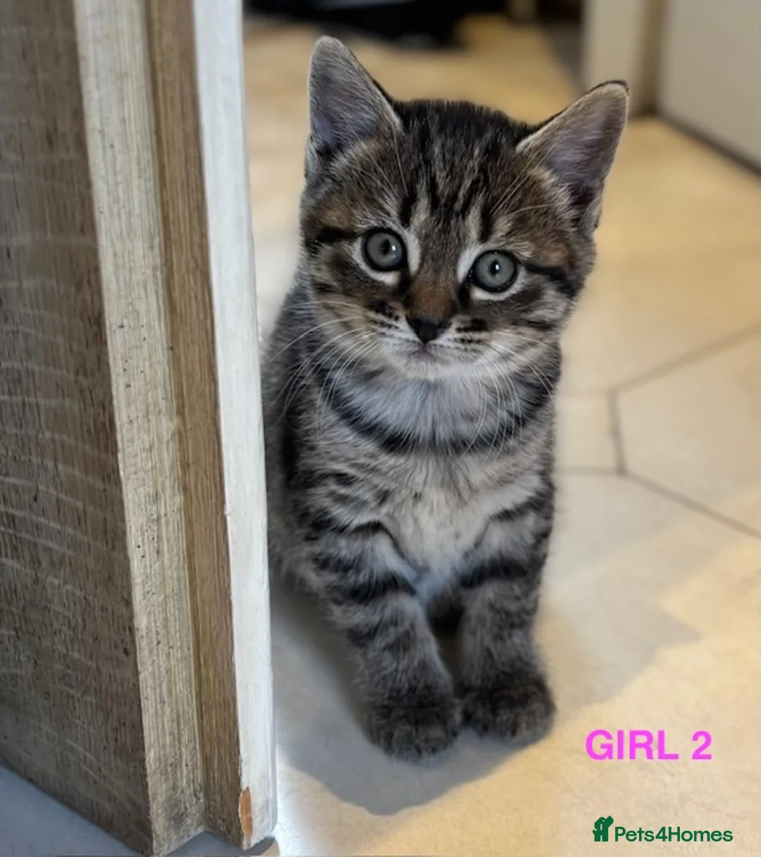 Mixed Breed cats for sale: 3 adorable kittens for sale - Advert 2