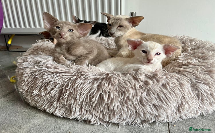 Oriental cats - Advert 1