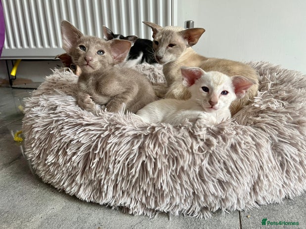 Oriental cats - Advert 1