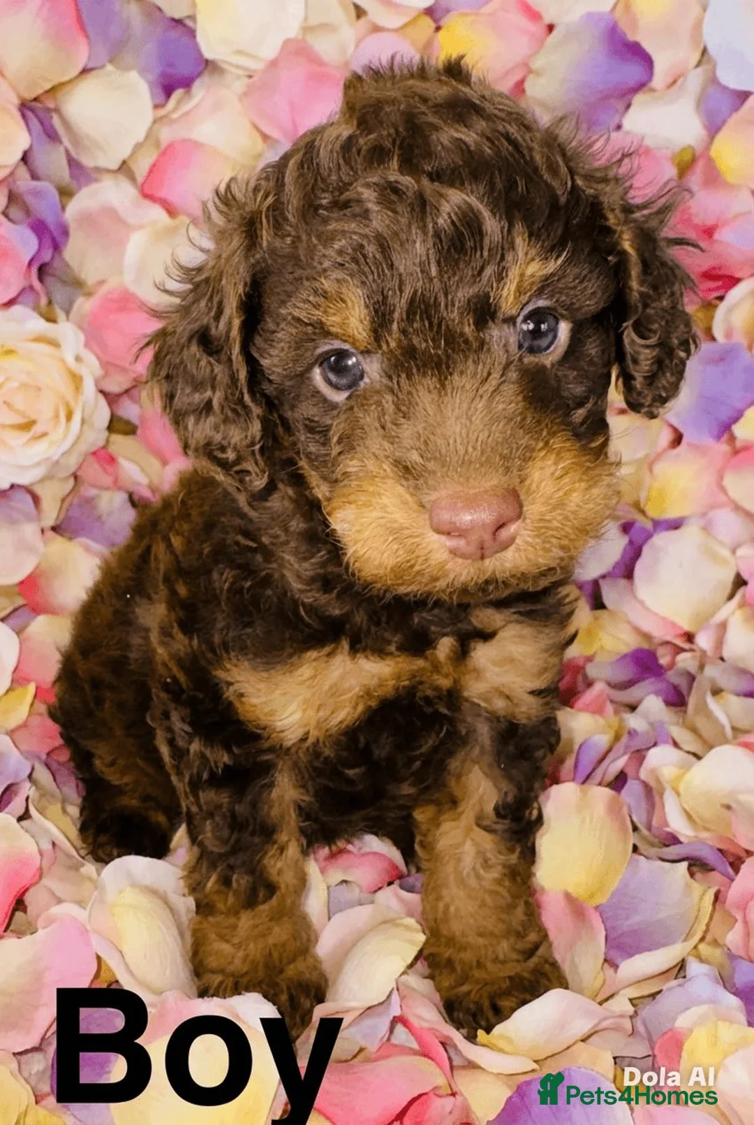 Cockapoo dogs for sale: DNA TESTED, Outstanding Cockapoos, Ready 6th May  - Advert 2