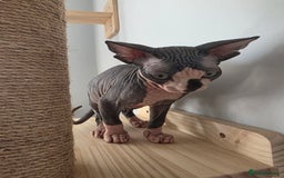 Sphynx cats for sale: 2 male sphynx cats - Image 12