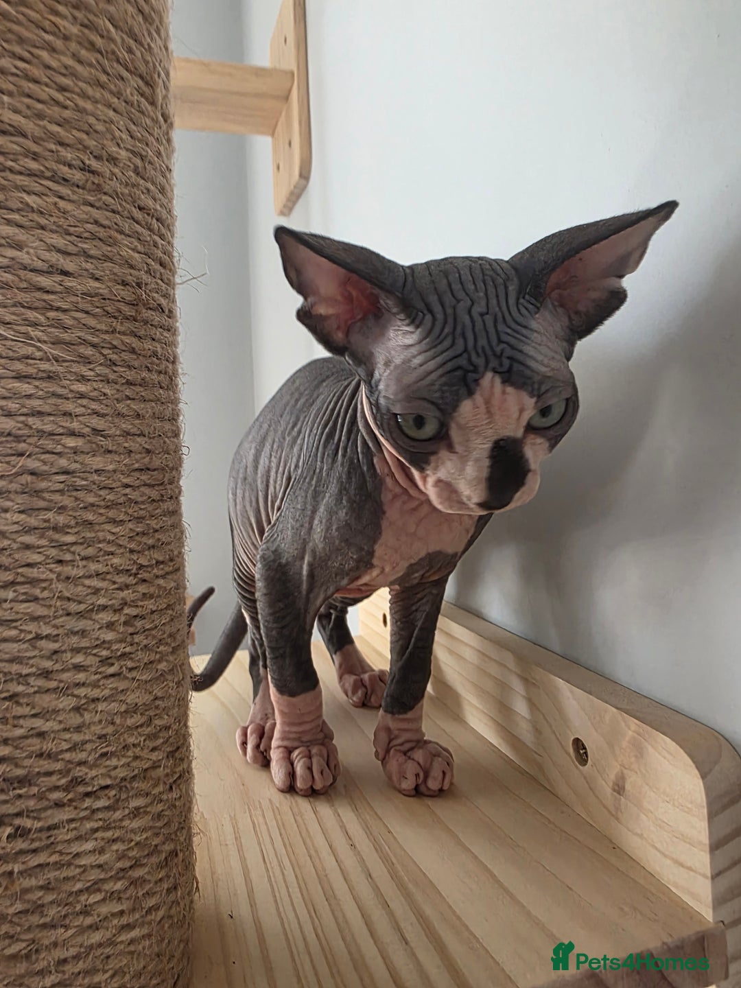 Sphynx cats for sale: 2 male sphynx cats - Image 12