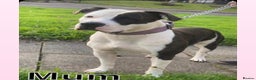 American Bulldog dogs for sale: 14 week female American bulldog puppy  - Advert 1