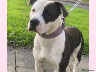 American Bulldog dogs 14 week female American bulldog puppy - Advert 1