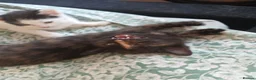 Mixed Breed cats for sale: 3 beautiful kittens ready to reserved  - Advert 2