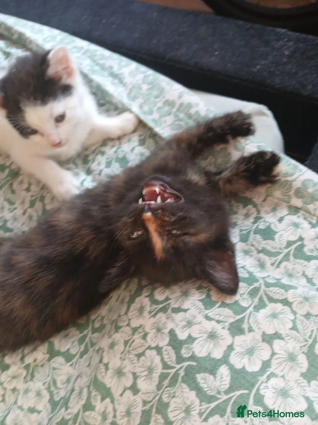 Mixed Breed cats for sale: 3 beautiful kittens ready to reserved  - Advert 2