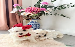 Bichon Frise dogs for sale: 🐶 Bichon Puppies – looking for loving Homes  - Image 8