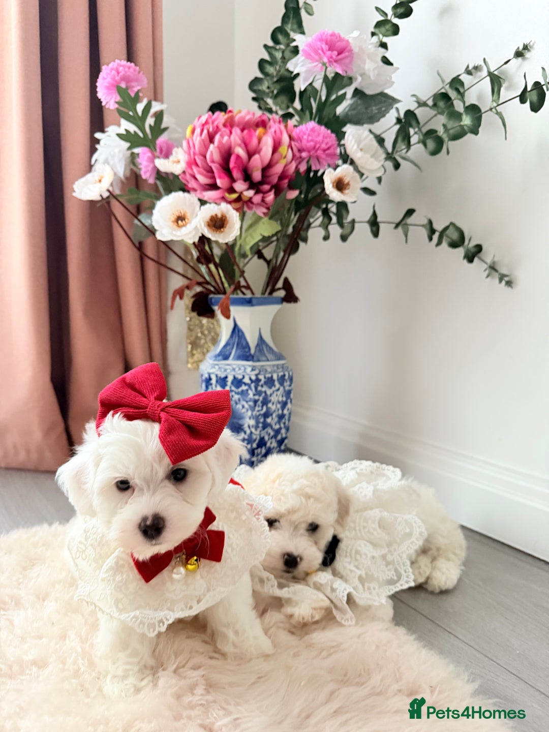 Bichon Frise dogs for sale: 🐶 Bichon Puppies – looking for loving Homes  - Image 8