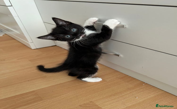 Domestic Shorthair cats - Advert 16