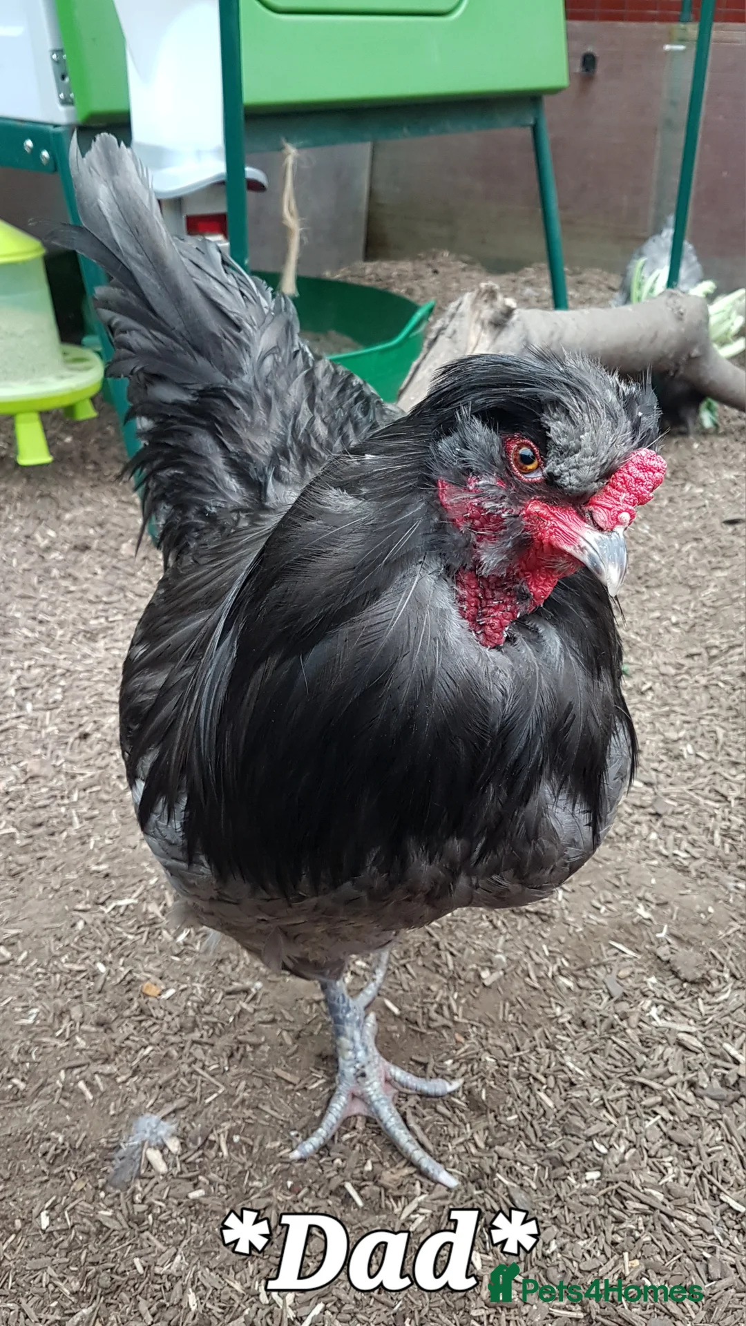 Chickens poultry for sale: Tame blue-gold Araucana cross boy - Advert 11