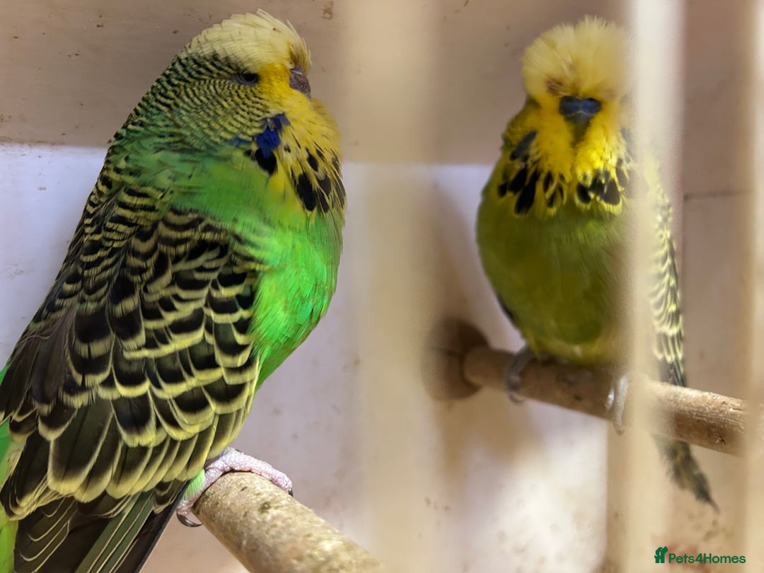 Budgerigars birds for sale: Budgies for sale, all in good health - Advert 5