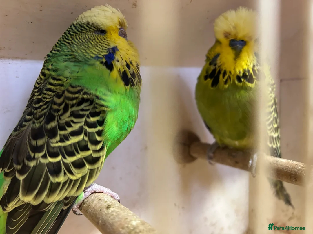 Budgerigars birds for sale: Budgies for sale, all in good health - Advert 3