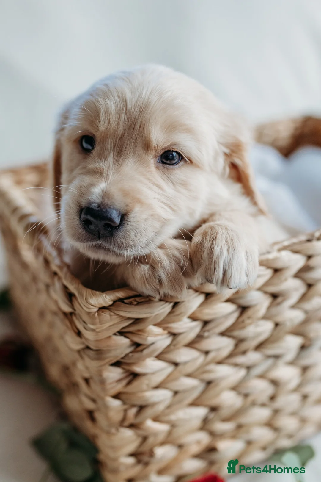 Golden Retriever dogs for sale: Beautiful golden retrievers - Advert 11
