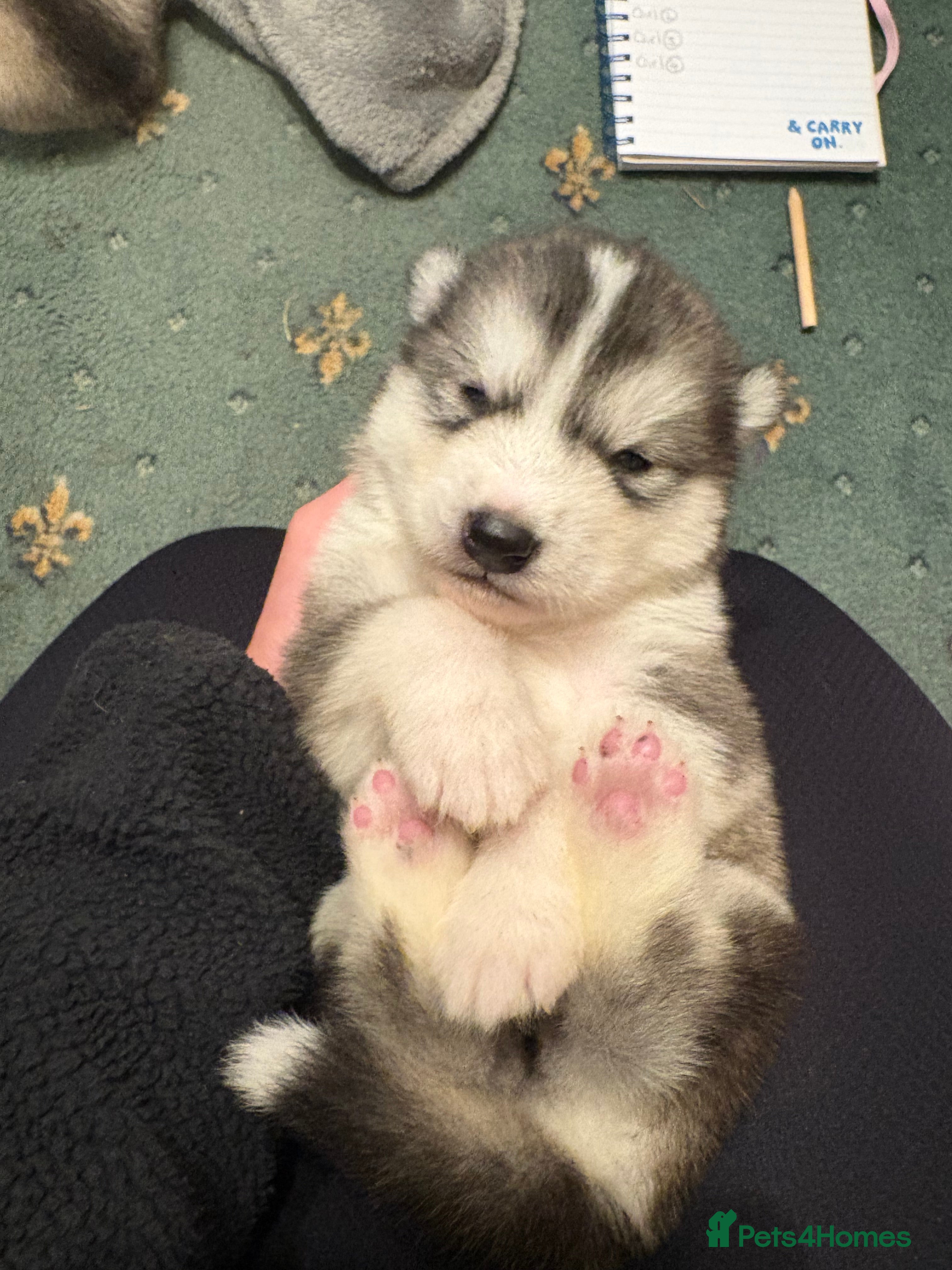 Alaskan Malamute dogs for sale: K.C Registered Quality Alaskan Malamute Puppies - Advert 30