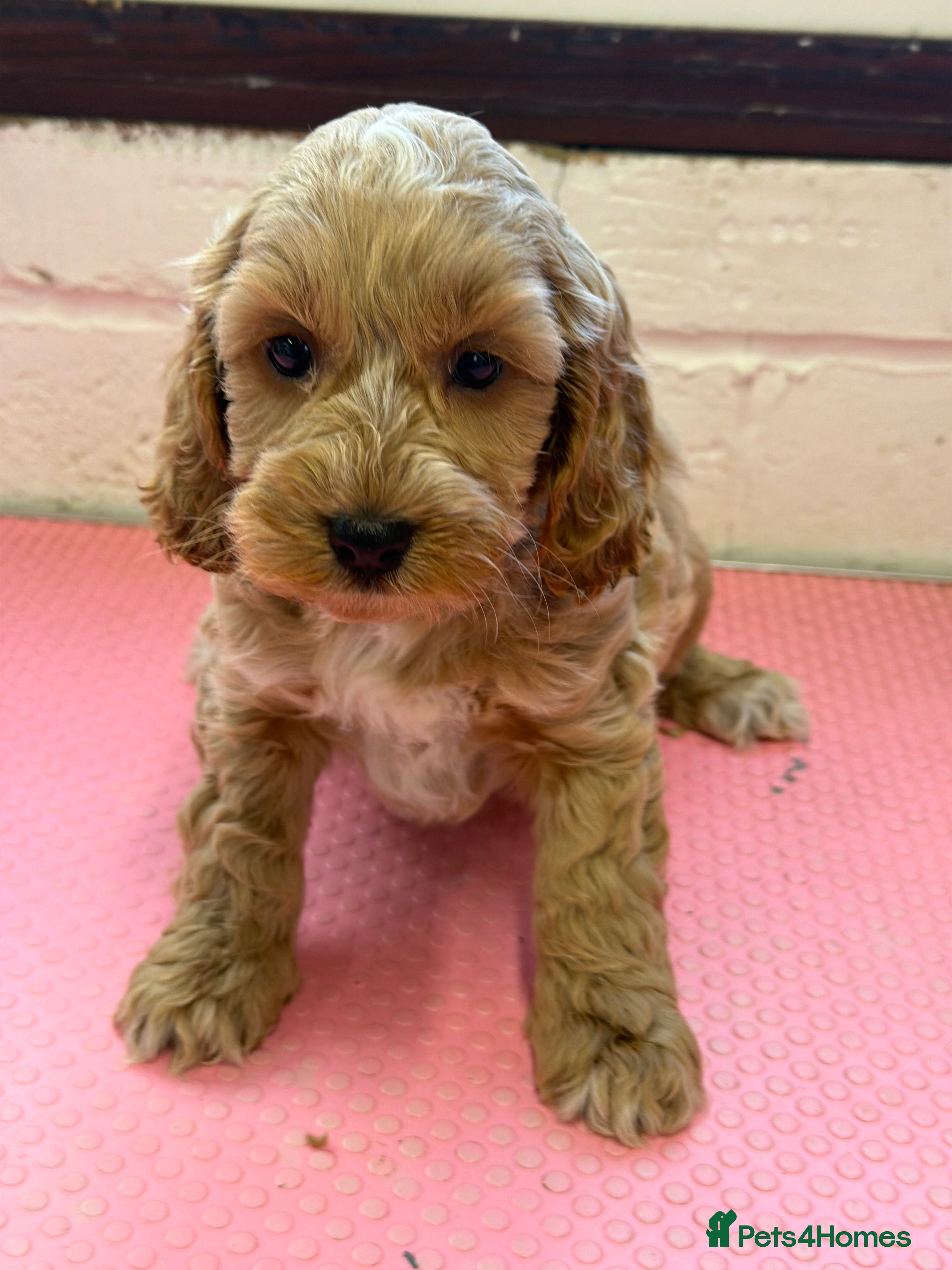 Cockapoo dogs F1 cockapoo boys health tested parents  - Advert 9