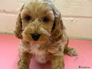 Cockapoo dogs F1 cockapoo boys health tested parents - Advert 9