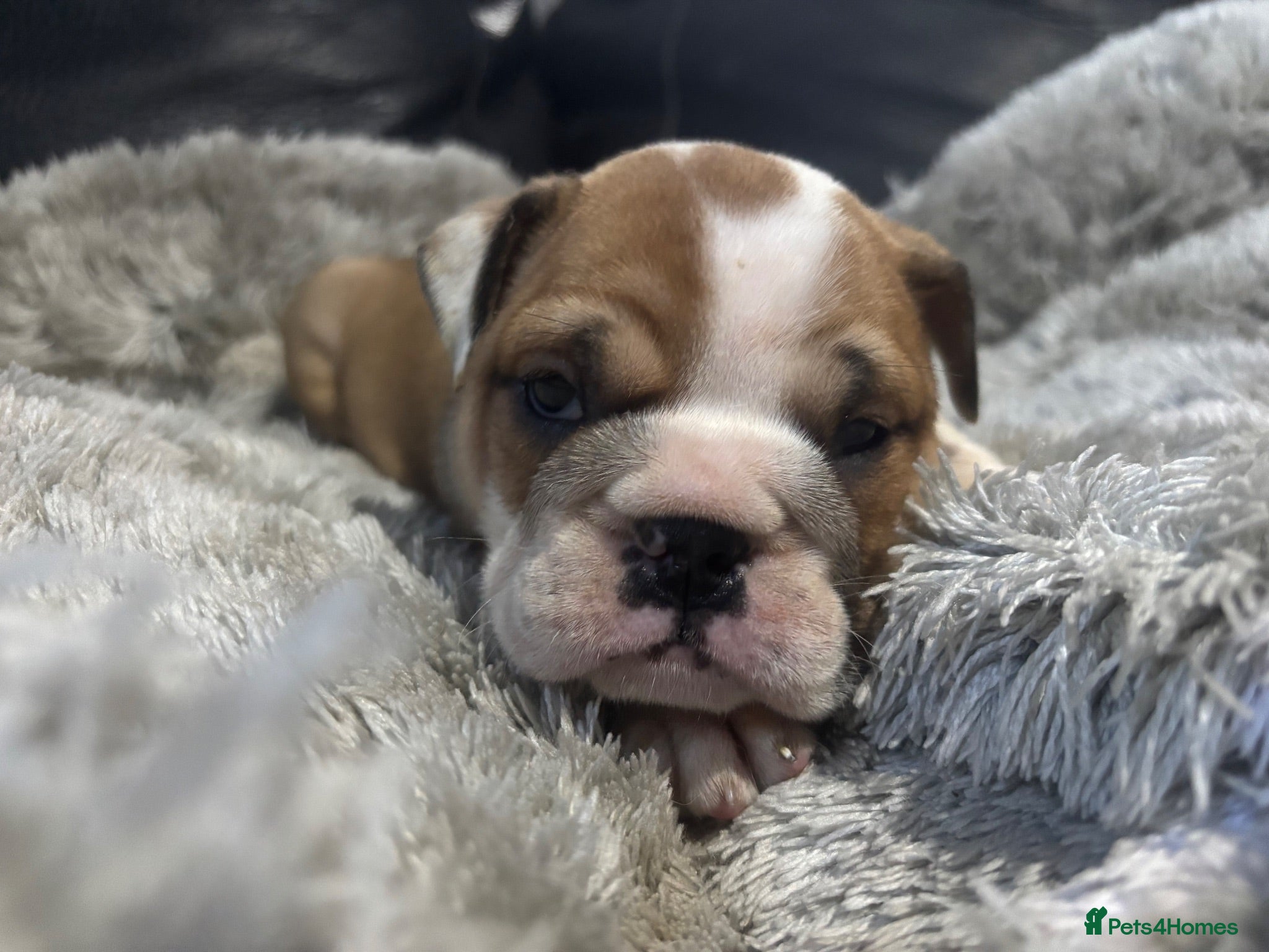 English Bulldog dogs Stunning males and females available  - Advert 14