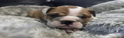 English Bulldog dogs for sale: Ready to leave this weekend  - Advert 4