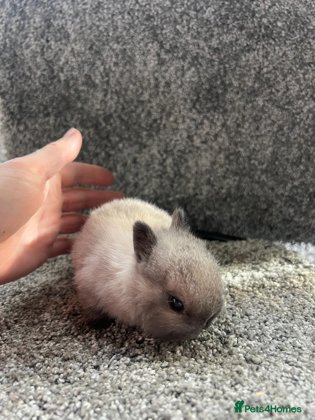 Netherland Dwarf rabbits for sale: Seal point Netherland dwarf - Advert 2