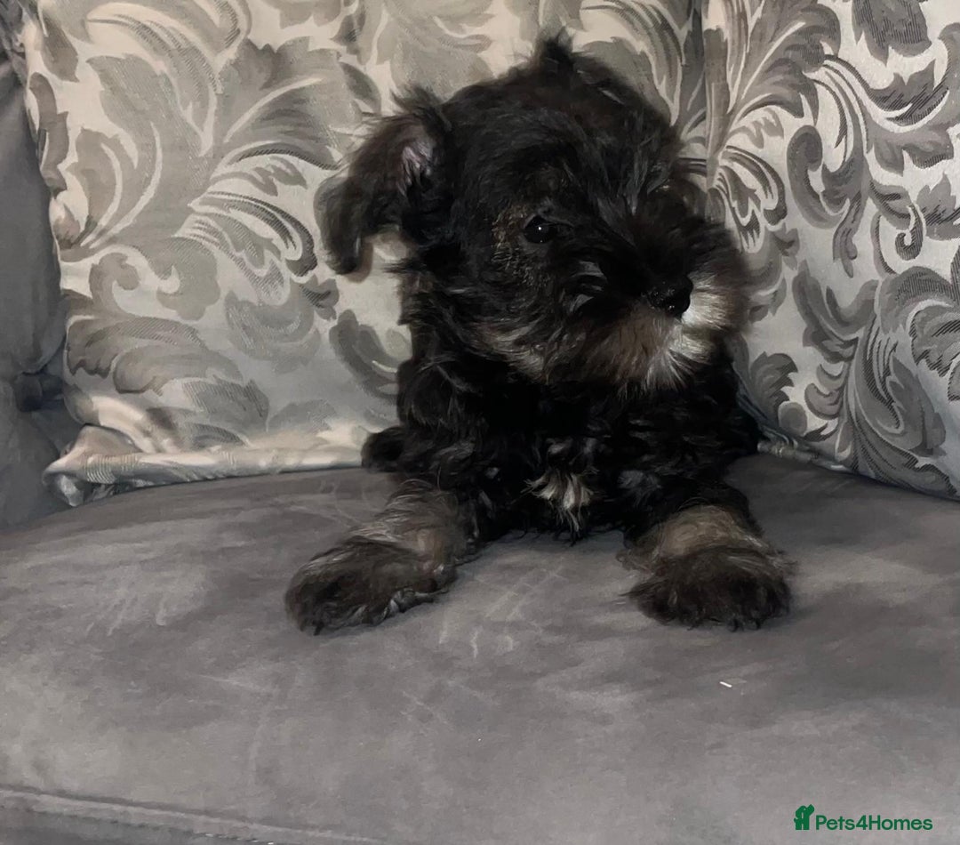 Miniature Schnauzer dogs for sale: KC Pedigree Mini Schnauzer - Advert 10